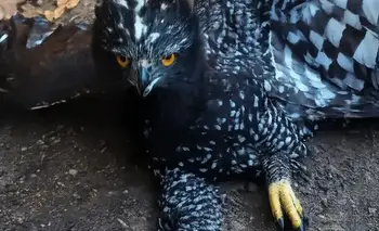 Hallazgo en México: el águila tirana aparece donde nunca se la vio | Animales
