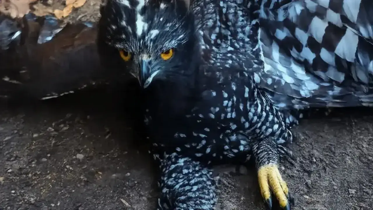 Águila tirana.