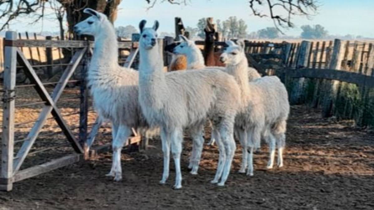 El descubrimiento argentino que podría cambiar para siempre la reproducción de las llamas