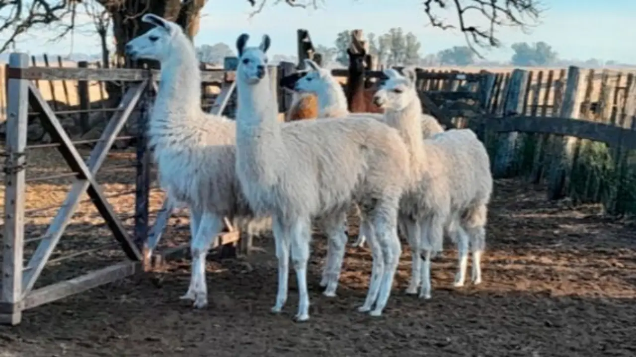 Semen de llama y yema de huevo: el inesperado hallazgo de la UBA para transformar la producción en el Norte