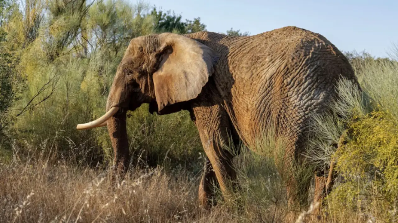 Elefante
