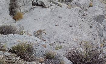  Hallazgo en Mendoza: registran al gato andino en la Caverna de las brujas | Animales
