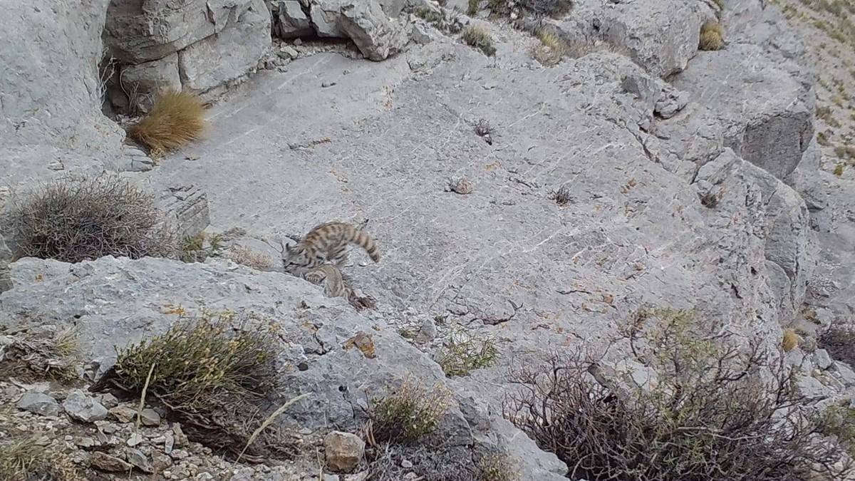 Histórico hallazgo en Mendoza: lograron registrar nuevas imágenes del felino más amenazada de América