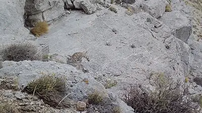 Gato andino. Gato andino.