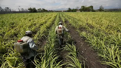 Necesidades de azúcar de EEUU garantizan cupo a México de más de 500 ton ciclo 2026/27 Necesidades de azúcar de EEUU garantizan cupo a México de más de 500 ton ciclo 2026/27