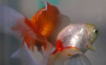 La Justicia reconoció el derecho de dos peces y ordenó su rescate por maltrato animal | Animales