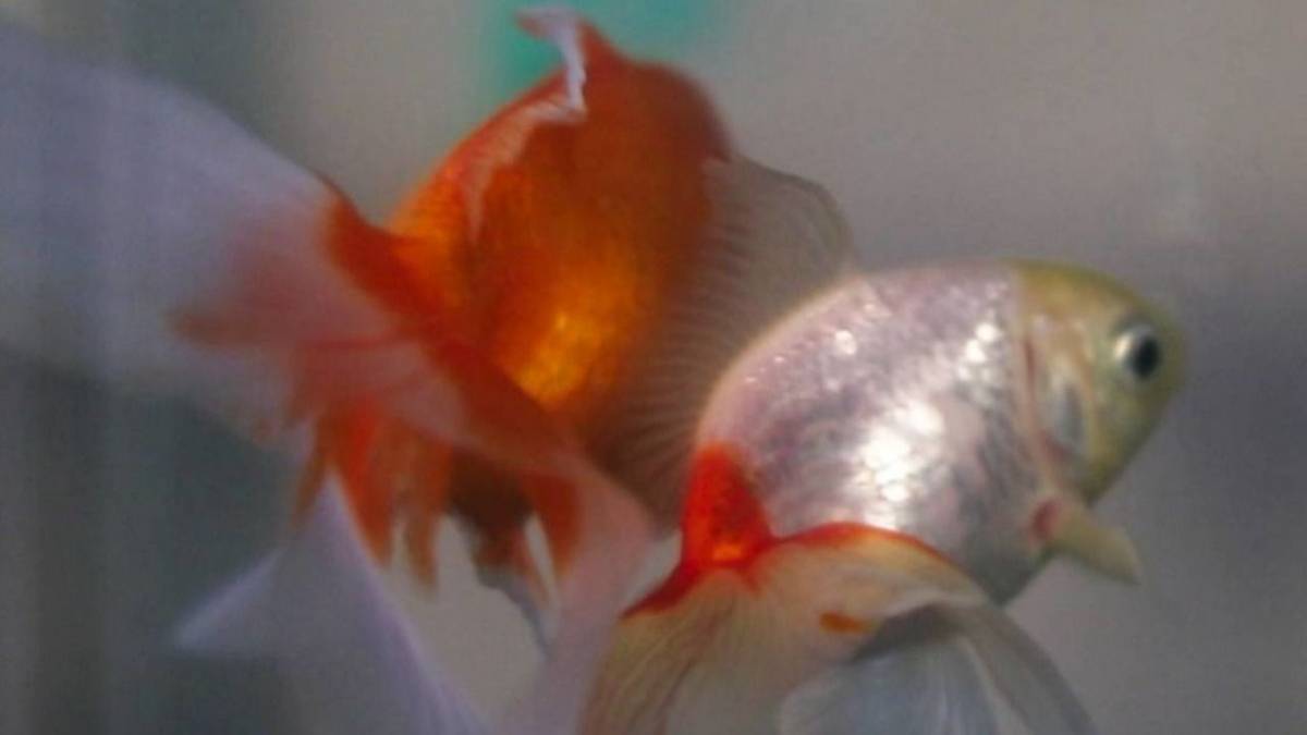 Histórico fallo: la Justicia argentina declaró a dos peces "sujetos de derecho" y ordenó su rescate