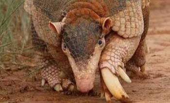 Le colocaron un GPS a un tatú carreta en Chaco | Animales