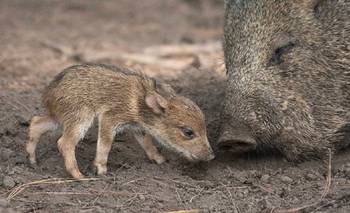 No es un cerdo: esta especie volvió a Uruguay después de casi un siglo | Animales