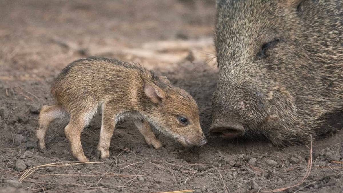 No es un cerdo: esta especie volvió a Uruguay después de casi un siglo