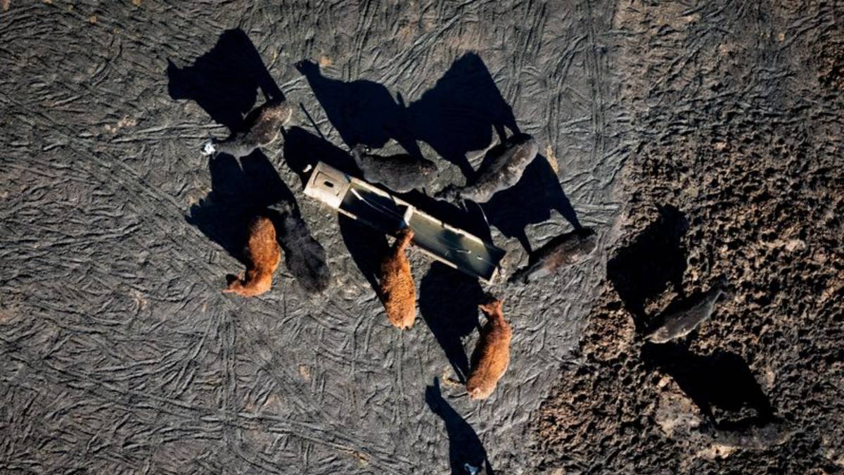 Revolución ganadera: los productores aumentan el peso de los animales y apuntan a un récord histórico de exportaciones
