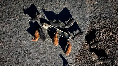 Revolución ganadera: los productores aumentan el peso de los animales y apuntan a un récord histórico de exportaciones Revolución ganadera: los productores aumentan el peso de los animales y apuntan a un récord histórico de exportaciones