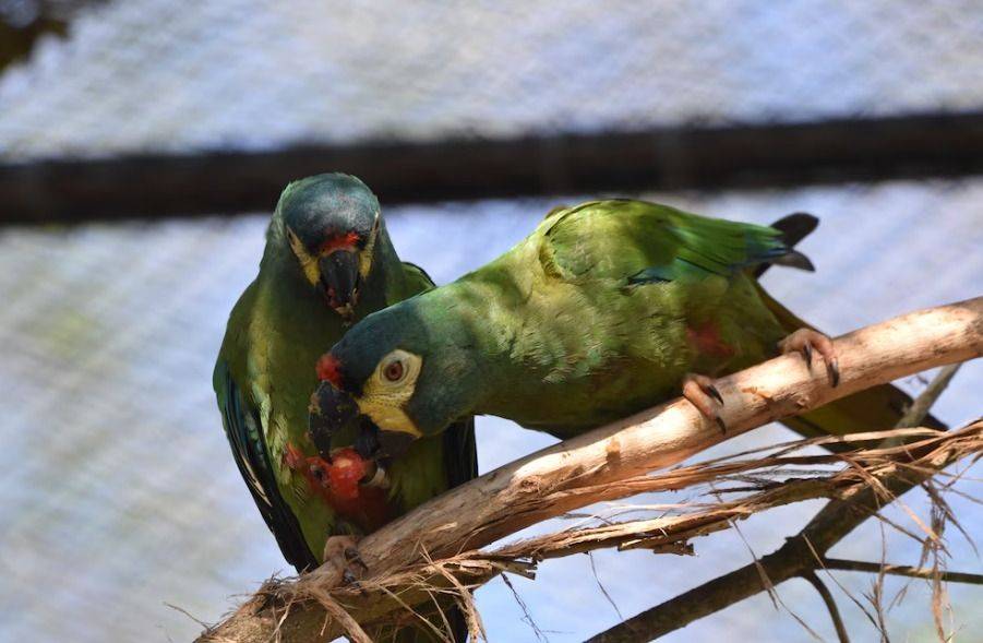 Vuelven después de décadas: el importante animal en peligro de extinción que regresa a Misiones