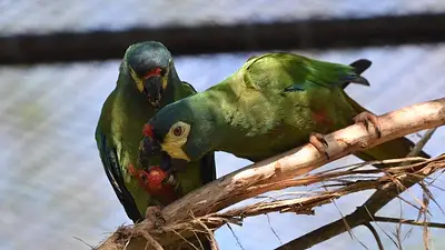 Vuelven después de décadas: el importante animal en peligro de extinción que regresa a Misiones Vuelven después de décadas: el importante animal en peligro de extinción que regresa a Misiones