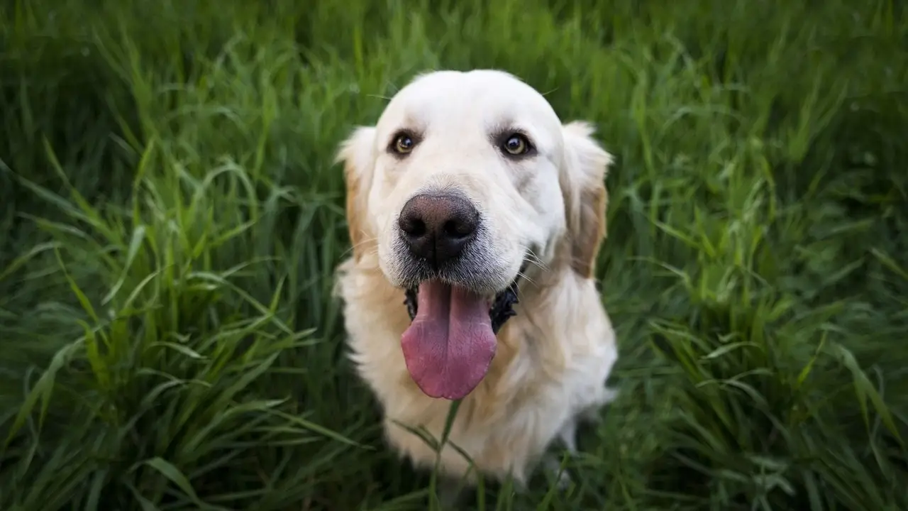 Perro