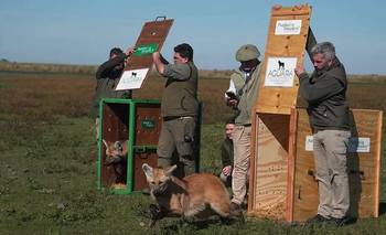 Dos cachorros de aguará guazú vuelven a libertad en los Esteros del Iberá | Animales