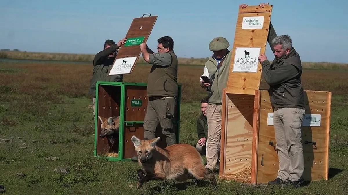 Quedaron huérfanos a los 45 días, los rescataron: la emotiva liberación dos ejemplares de una especie vulnerable en Corrientes
