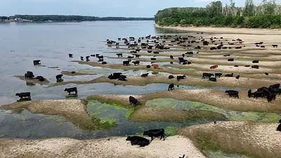 Los niveles del Danubio alcanzan su mínimo en 30 años, lo que dificulta la agricultura y la navegación Los niveles del Danubio alcanzan su mínimo en 30 años, lo que dificulta la agricultura y la navegación