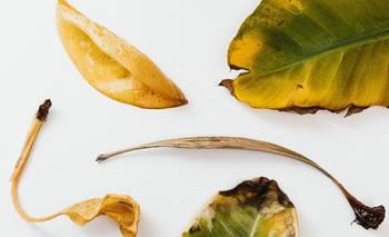 El truco casero y definitivo de los jardineros para recuperar el verde de tus plantas | Plantas