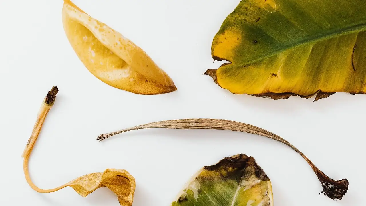¿Hojas amarillas en tus plantas? Descubrí el truco casero con vinagre blanco que usan los jardineros para regular el suelo y devolverles su color verde.
