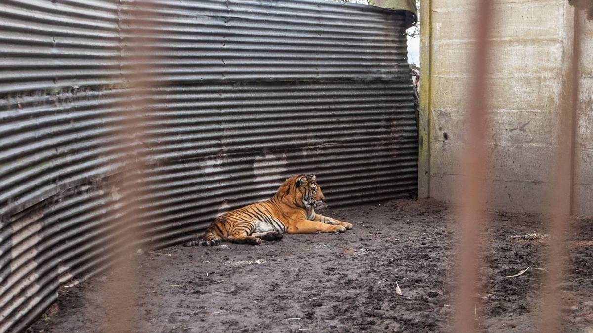 Confirmaron el traslado de 30 felinos del ex Zoológico de Luján a santuarios de EE.UU. y Sudáfrica