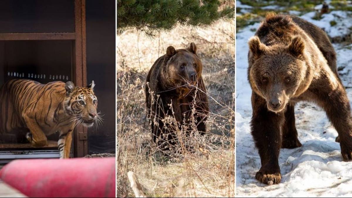 Se van después de años de cautiverio: la decisión que cambiará la vida de 30 animales del zoológico de Luján