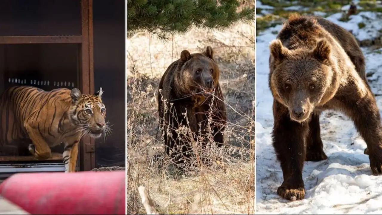 Se van después de años de cautiverio: la decisión que cambiará la vida de 30 animales del zoológico de Luján