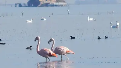 Cuál es el pueblo que tiene flamencos. Cuál es el pueblo que tiene flamencos.