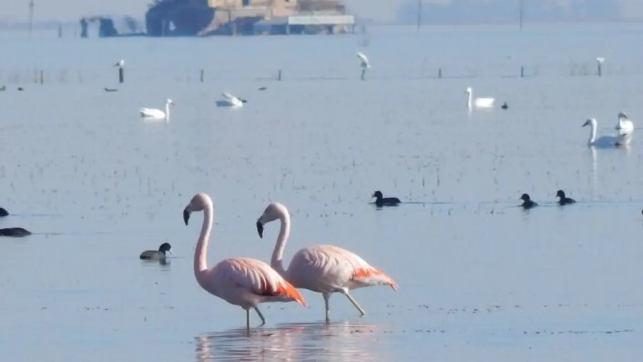 Cuál es el pueblo que tiene flamencos. 