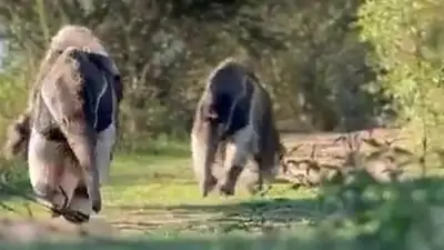 Osos hormigueros Osos hormigueros