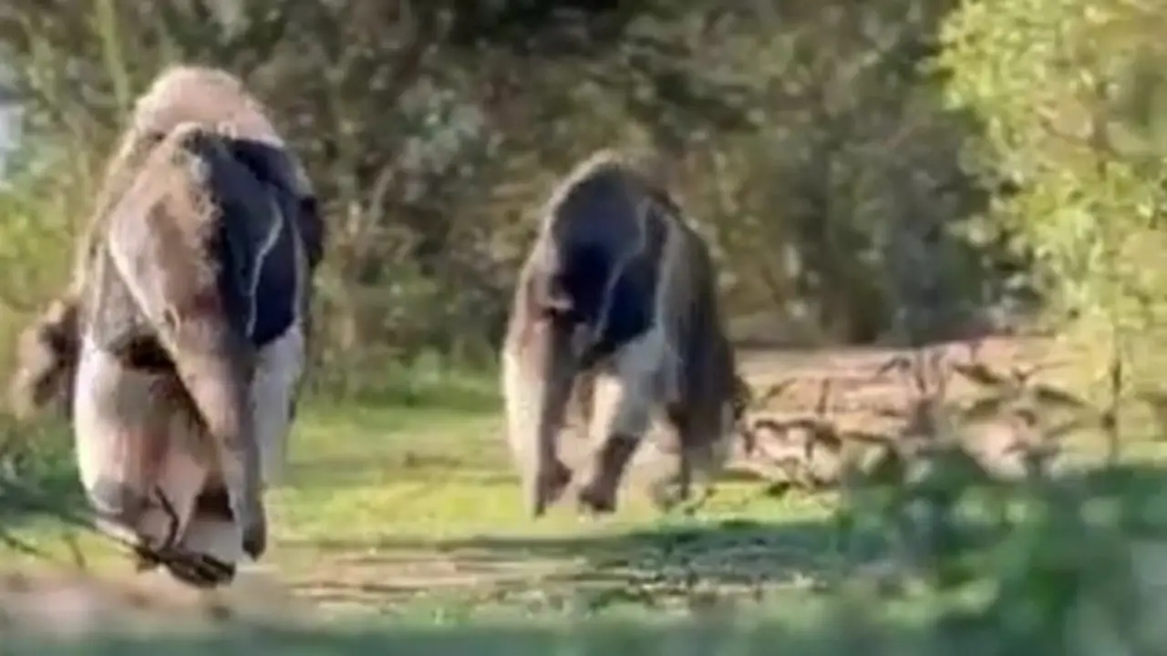 Osos hormigueros