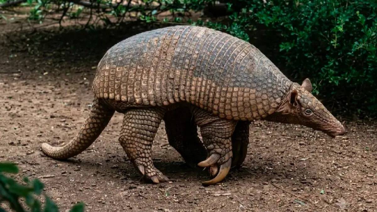 Hito en El Impenetrable: rastrean por satélite a un ejemplar único en peligro de extinción