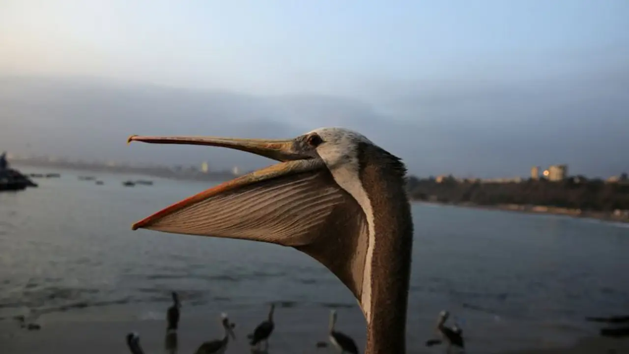 Los pelícanos hambrientos en Perú son un aviso del riesgo económico de El Niño