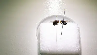 EEUU realiza pruebas con moscas transgénicas para combatir al gusano barrenador del ganado EEUU realiza pruebas con moscas transgénicas para combatir al gusano barrenador del ganado