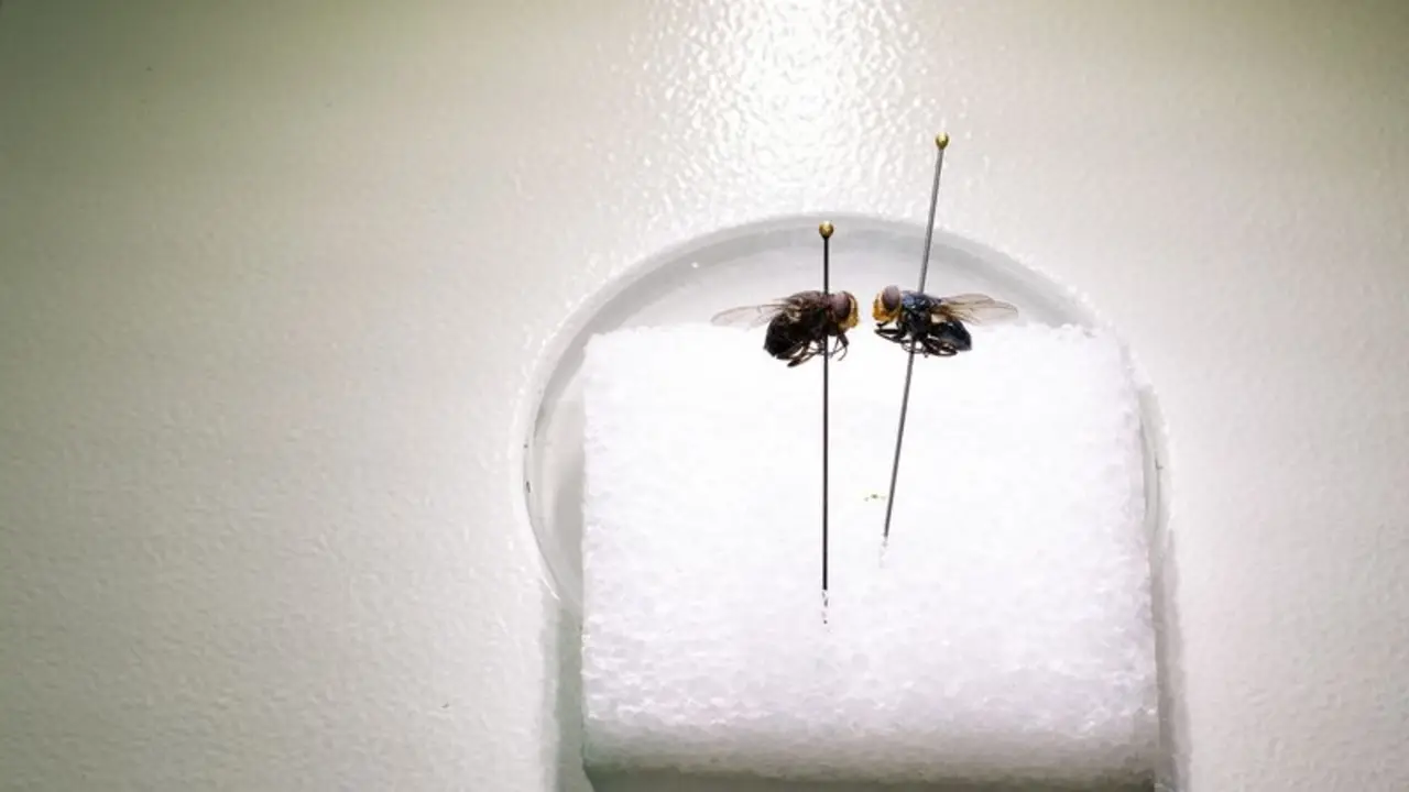 EEUU realiza pruebas con moscas transgénicas para combatir al gusano barrenador del ganado