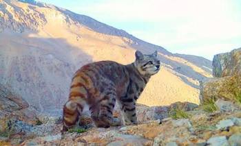 Inédito en Mendoza: captan fotos de uno de los animales más amenazadas de Sudamérica | Animales
