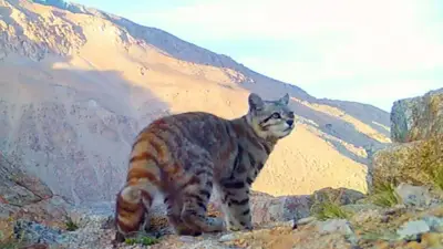 Inédito en Mendoza: captan fotos de uno de los animales más amenazadas de Sudamérica Inédito en Mendoza: captan fotos de uno de los animales más amenazadas de Sudamérica