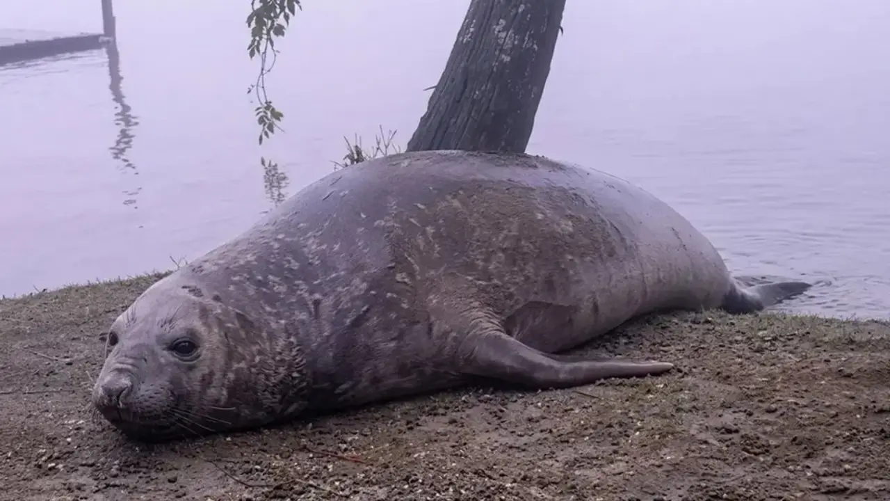Elefante marino