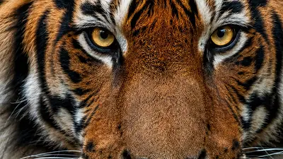 tigres tigres