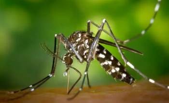 Fenómeno El Niño: preocupación en Corrientes por una posible suba de casos de dengue | Fenómeno climático