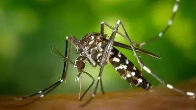 Fenómeno El Niño: preocupación en Corrientes por una posible suba de casos de dengue tras el evento climático Fenómeno El Niño: preocupación en Corrientes por una posible suba de casos de dengue tras el evento climático
