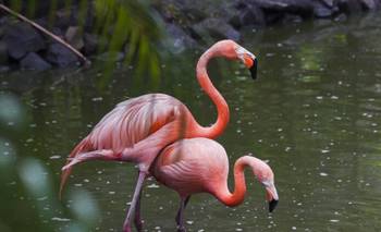 Flamenco rosa en la Terminal de Ómnibus de Córdoba: el insólito paseo que sorprendió a tod | Córdoba 