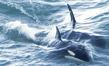 Ataque feroz: la impactante estrategia de las orcas para comerse un pez de 900 kilos | Animales