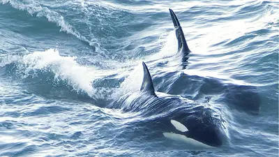 Orcas. Orcas.
