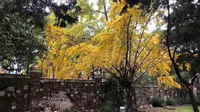Sobrevivió a la bomba de Hiroshima y hoy este árbol puede verse en Argentina Sobrevivió a la bomba de Hiroshima y hoy este árbol puede verse en Argentina