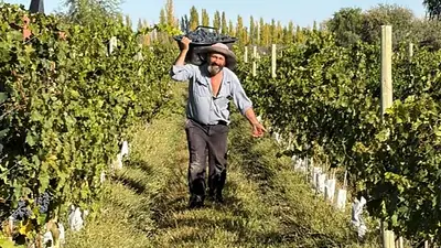 Compraron una chacra abandonada en la Patagonia y hoy producen uno de los vinos más ricos Compraron una chacra abandonada en la Patagonia y hoy producen uno de los vinos más ricos