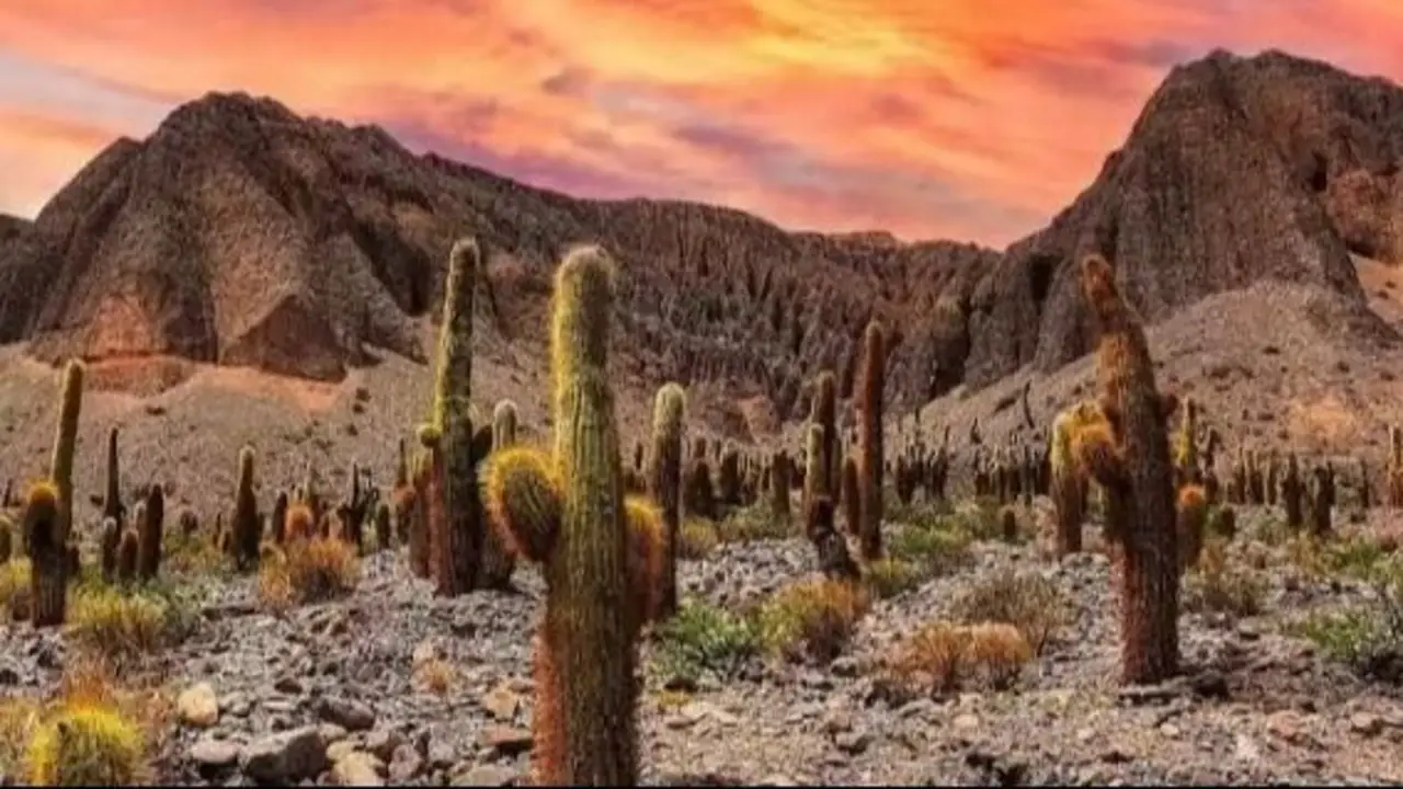 El parque nacional argentino donde un ejército de cactus crea uno de los paisajes más increíbles del país