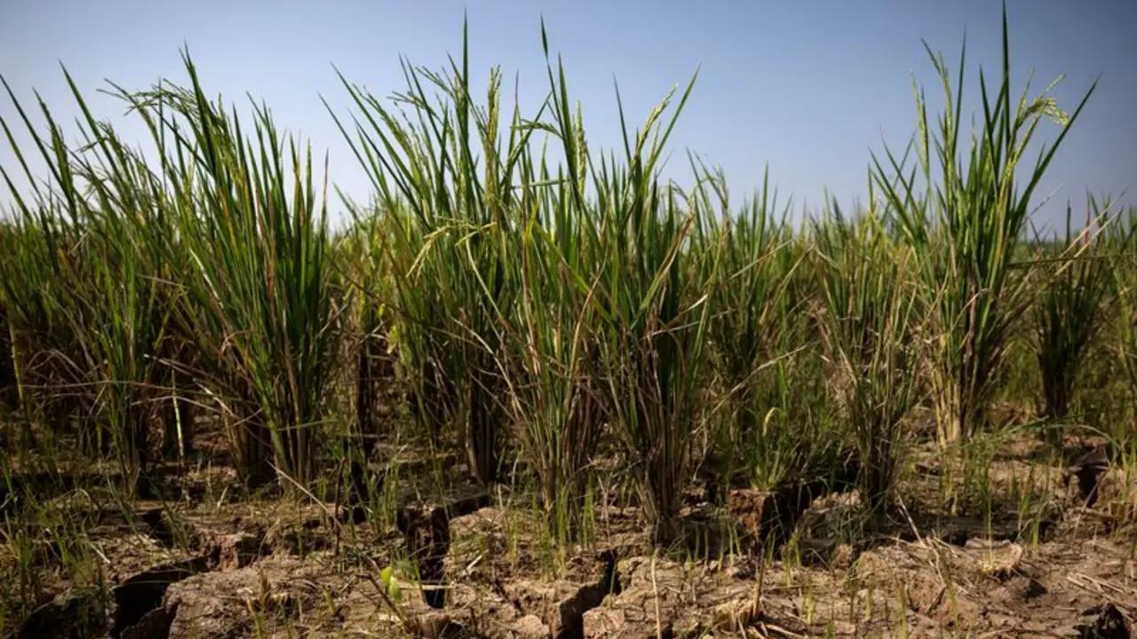 Mercados emergentes se enfrentan a riesgos de inflación ante amenaza de potente fenómeno de El Niño
