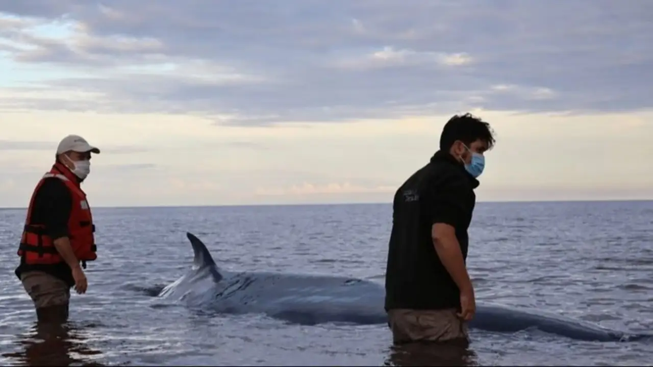 Murió la ballena sei varada en San Isidro a pesar de un fuerte operativo para rescatarla