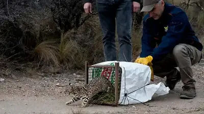 Vuelven después de mucho tiempo: más de 50 animales silvestres regresan a Córdoba Vuelven después de mucho tiempo: más de 50 animales silvestres regresan a Córdoba